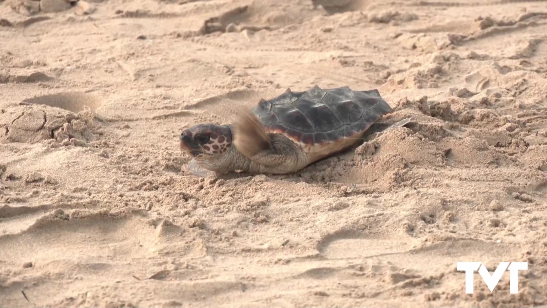 03 - Suelta de Tortugas